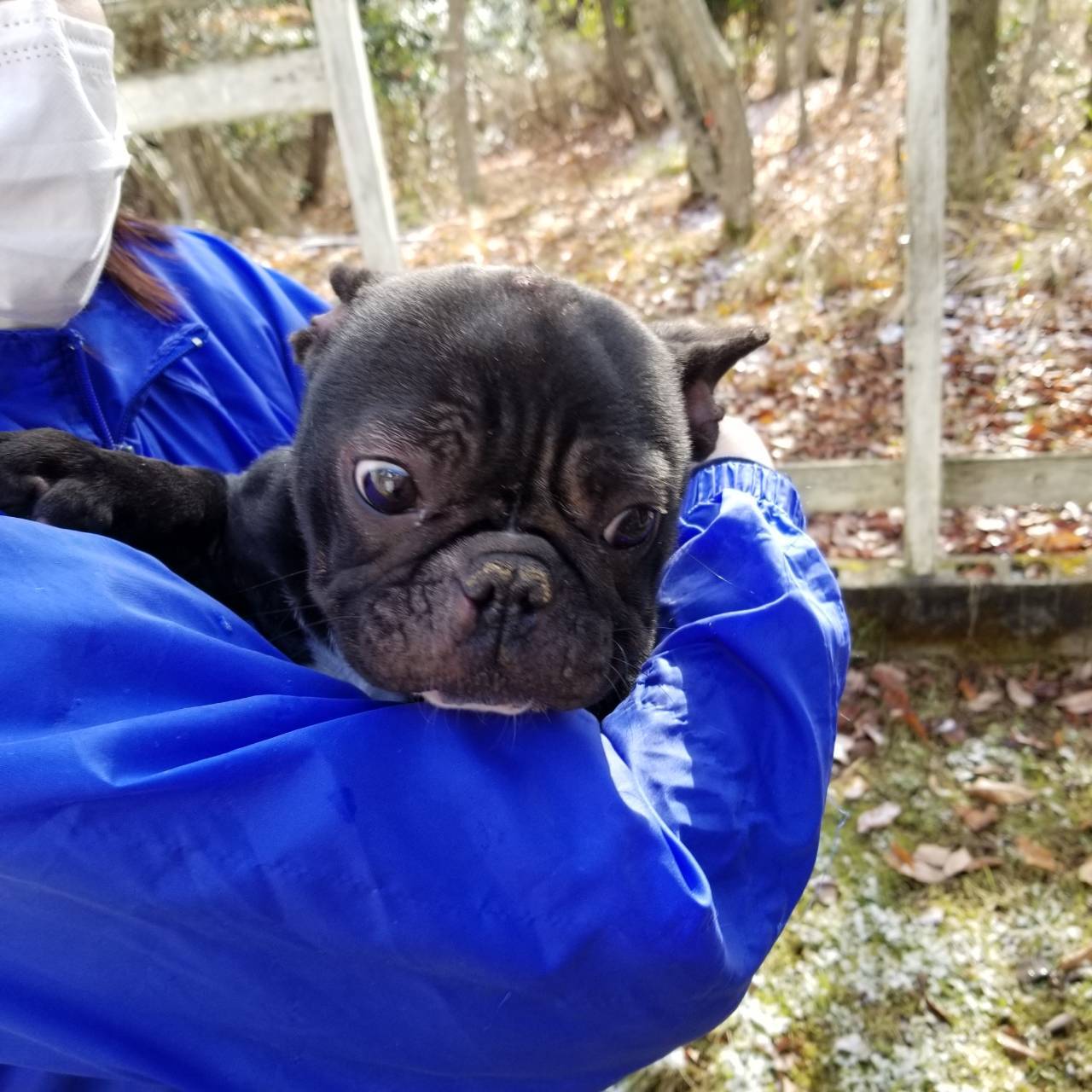 里親を探している保護犬です。