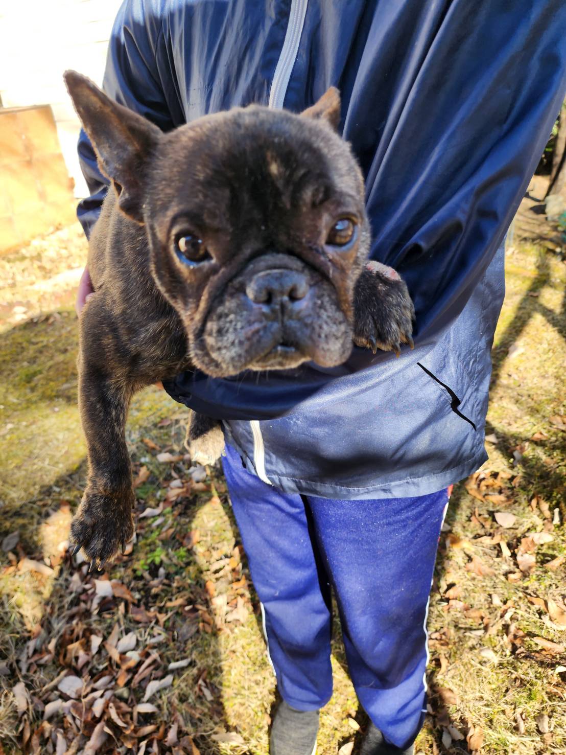 フレンチブルドッグの保護犬