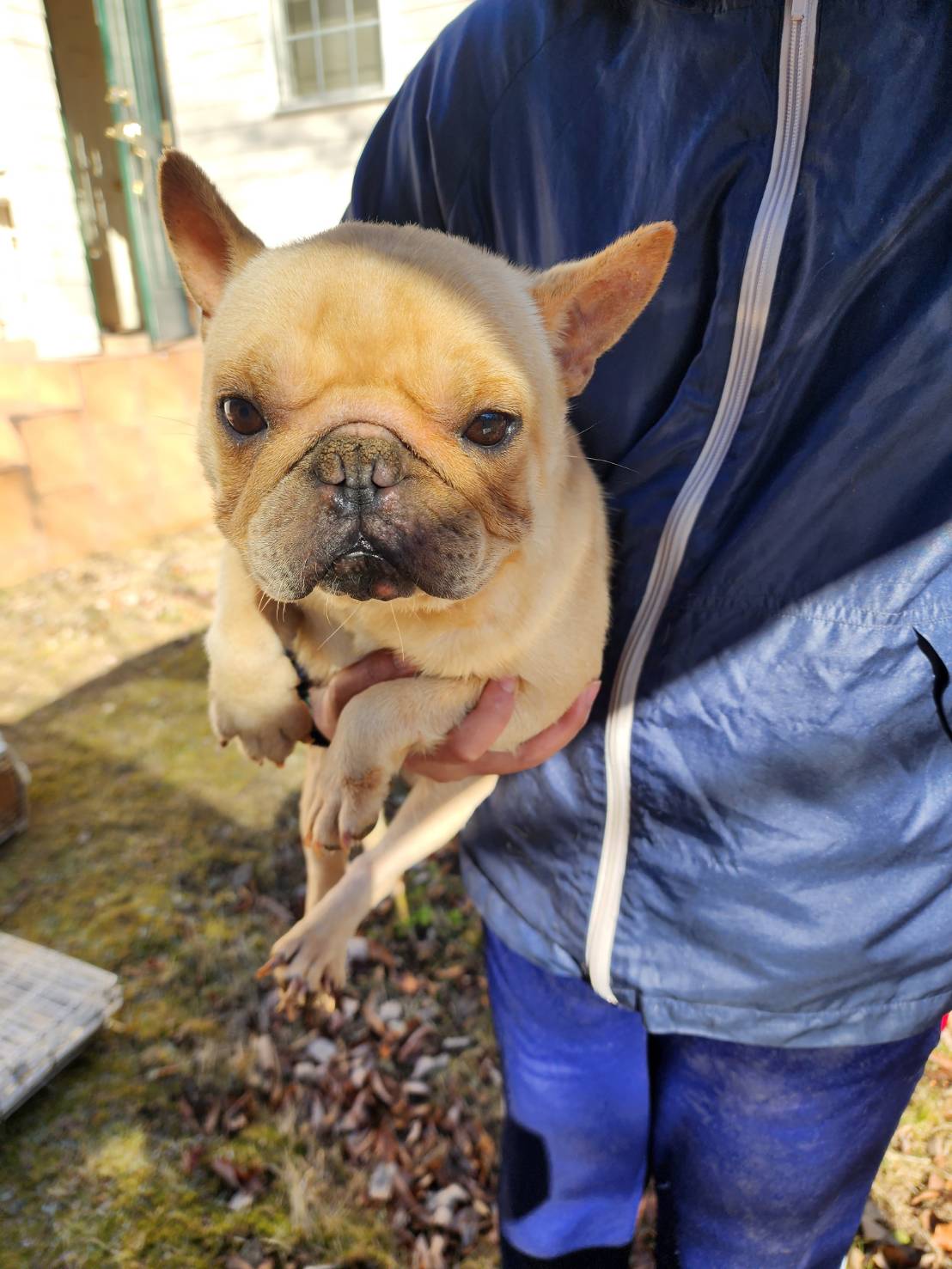 可愛いフレンチブルドッグの保護犬