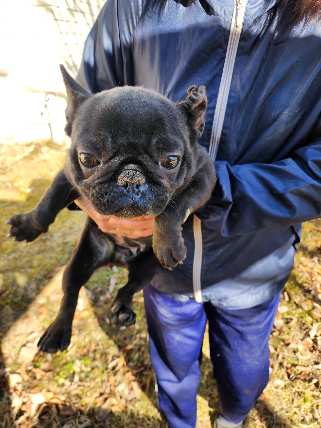 フレンチブルドッグのメスの保護犬