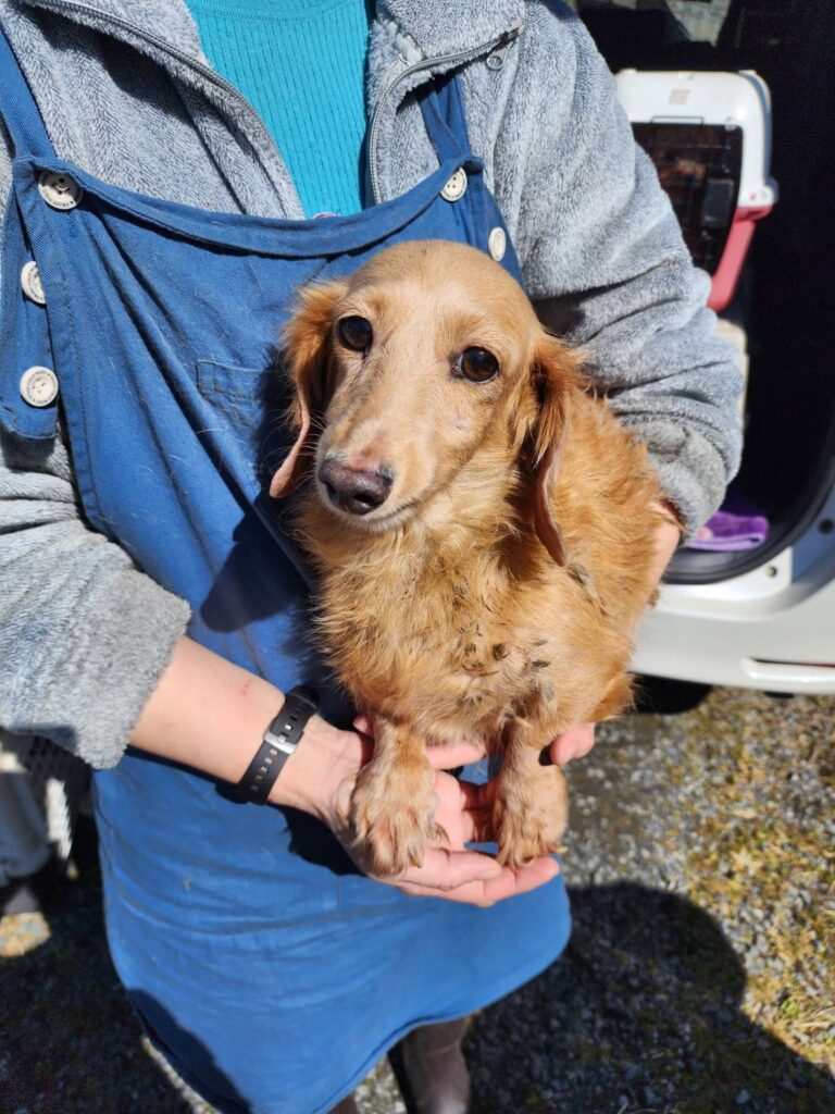 華clubで預かっている里親を探している保護犬です。