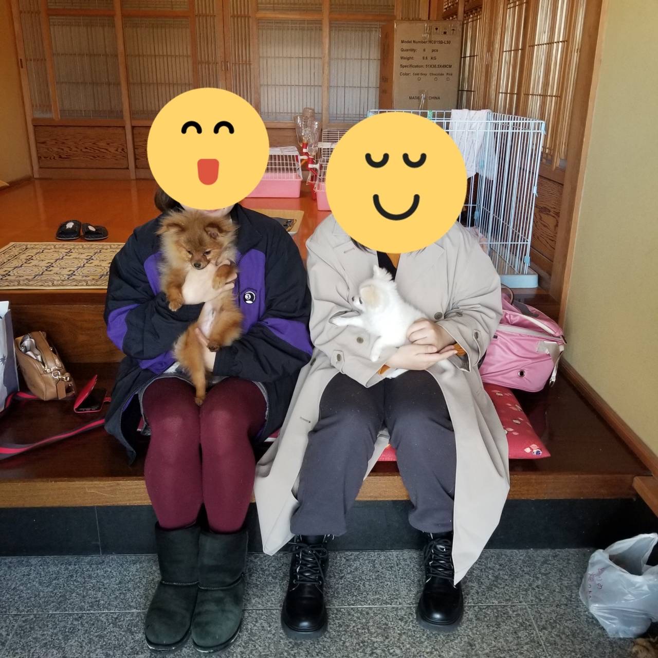 こちらの保護犬は里親様が決まりました