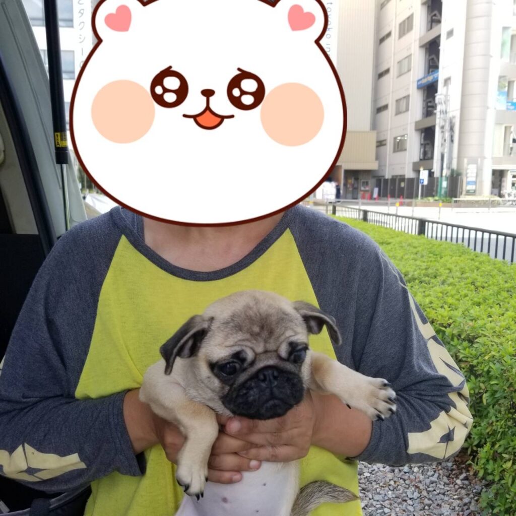 こちらの保護犬は里親様が決まりました