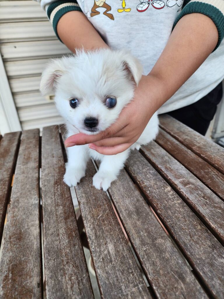 華clubで預かっている里親を探している保護犬です。