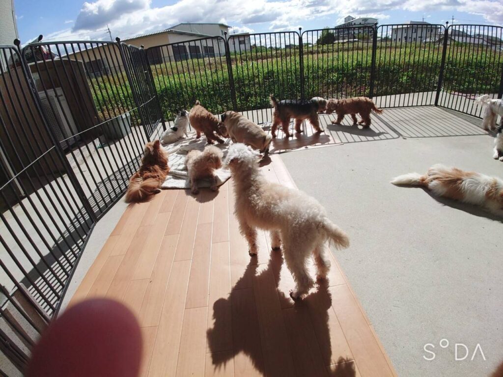 里親様を探す保護犬たちの譲渡会と見学会