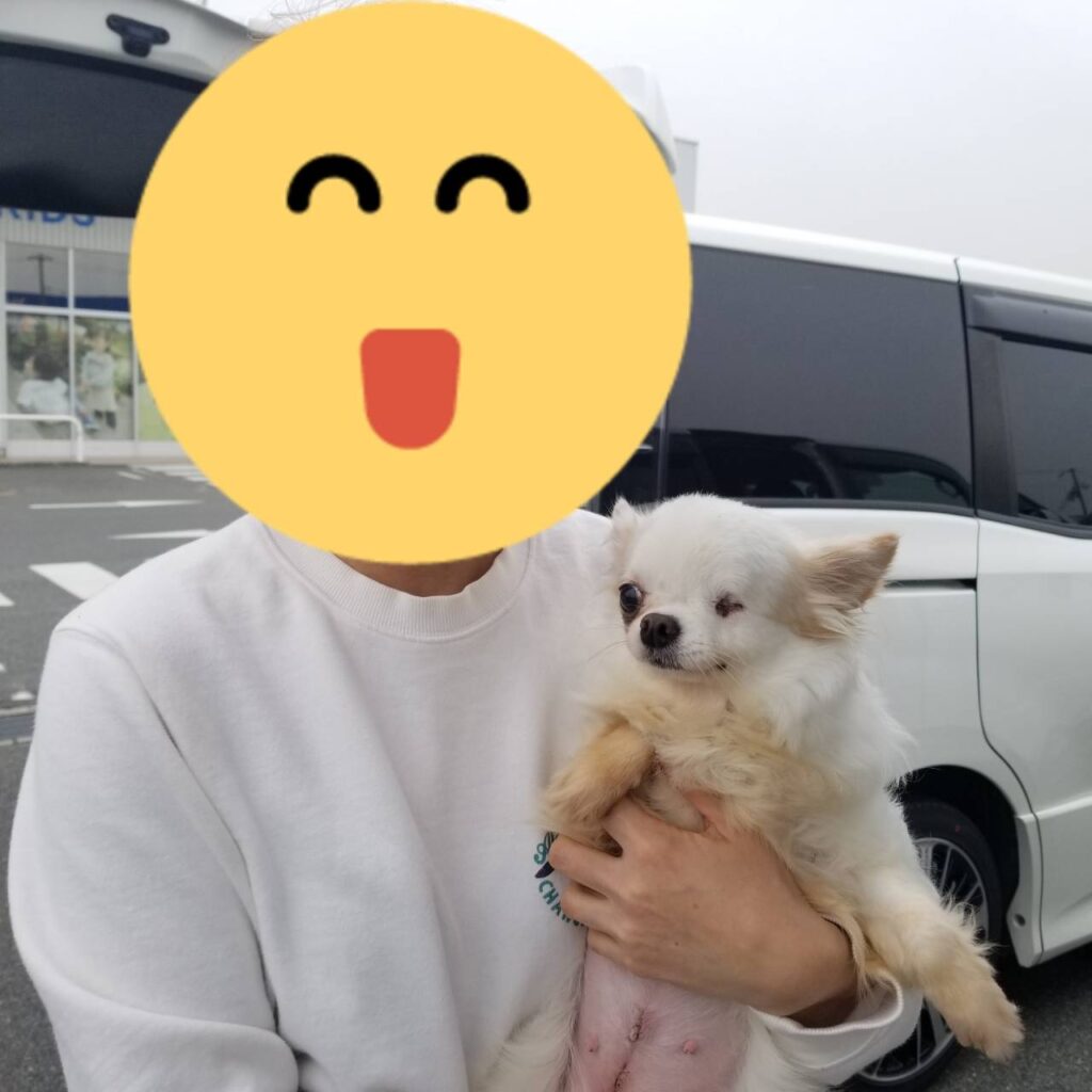 こちらの保護犬は里親様が決まりました