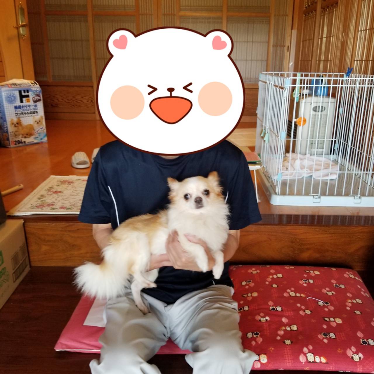 こちらの保護犬は里親様が決まりました