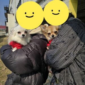 こちらの保護犬は里親様が決まりました