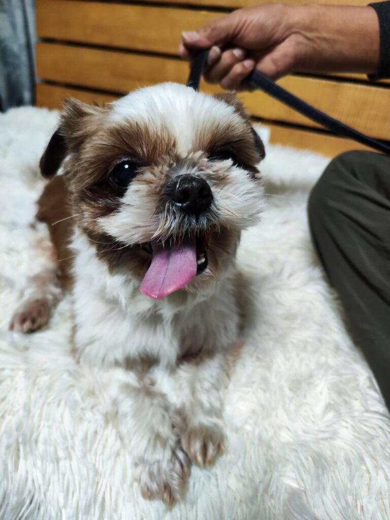 こちらの保護犬は里親様が決まりました