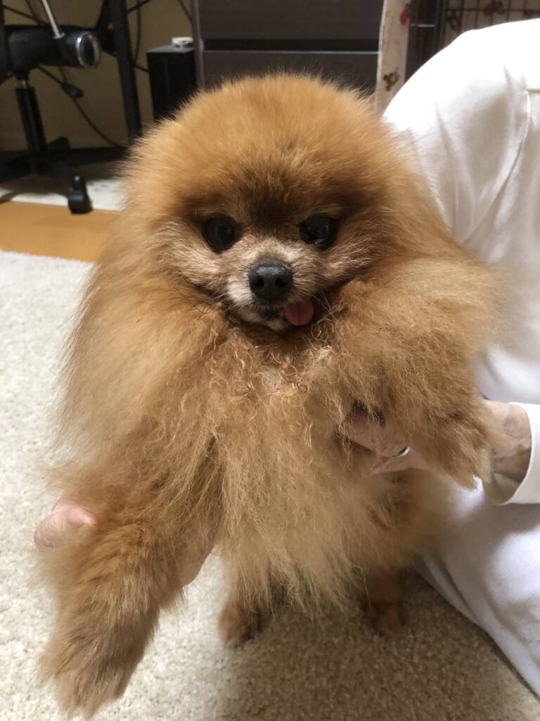 こちらの保護犬は里親様が決まりました