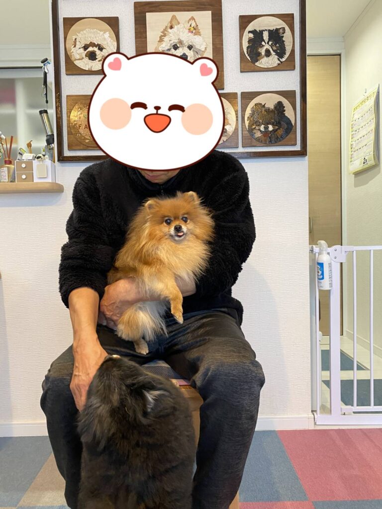 こちらの保護犬は里親様が決まりました