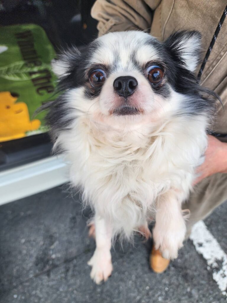華clubで預かっている里親を探している保護犬です。