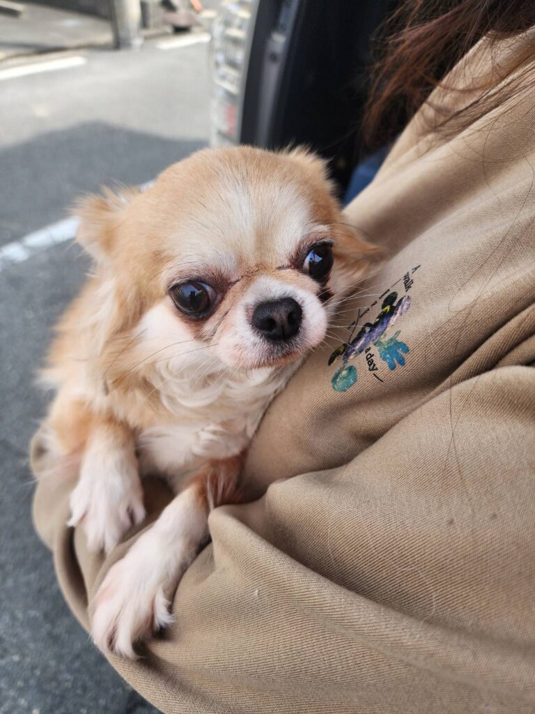 華clubで預かっている里親を探している保護犬です。