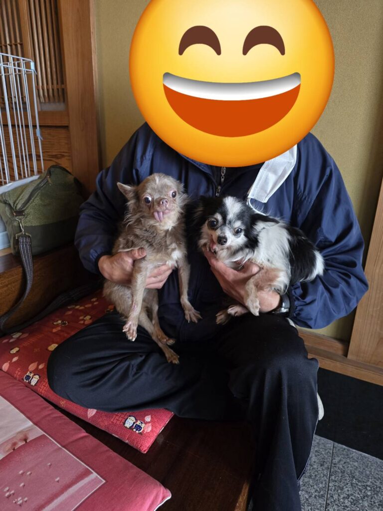 こちらの保護犬は里親様が決まりました