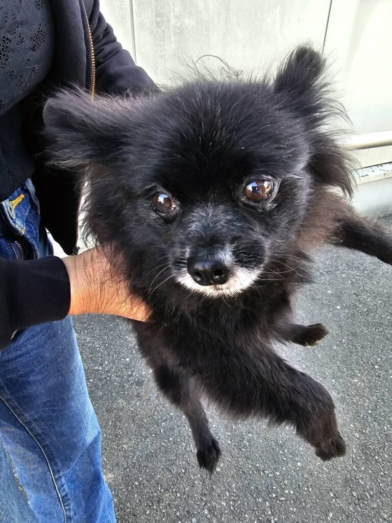 華clubで預かっている里親を探している保護犬です。