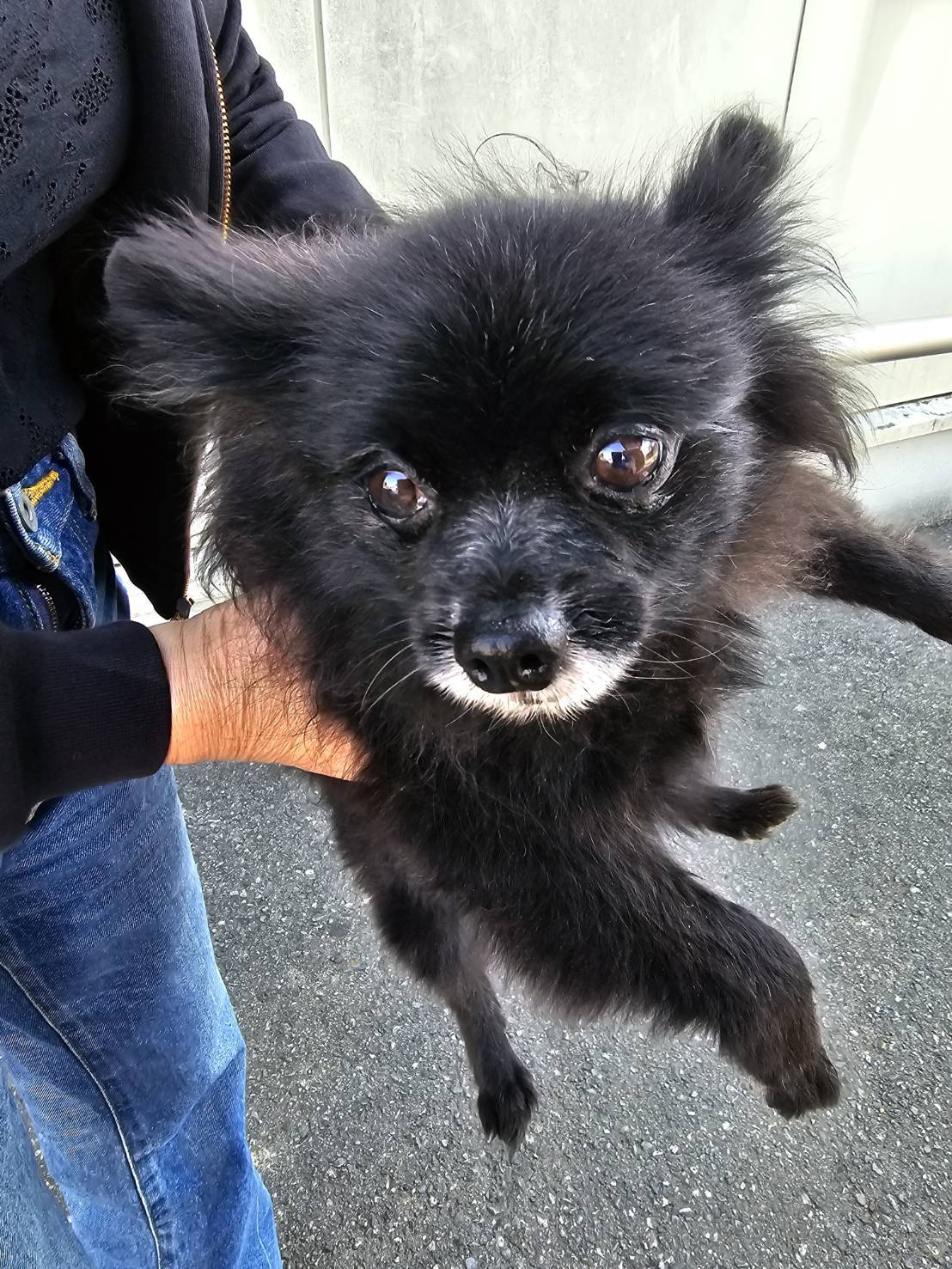 華clubで預かっている里親を探している保護犬です。