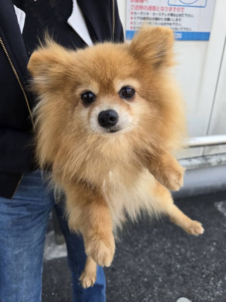 華clubで預かっている里親を探している保護犬です。