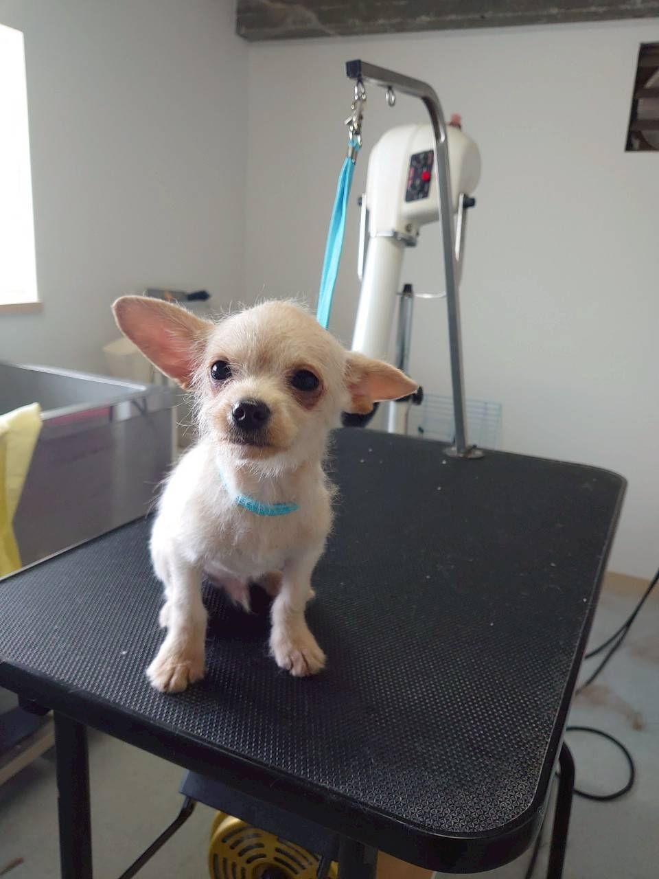 華clubで預かっている里親を探している保護犬です。