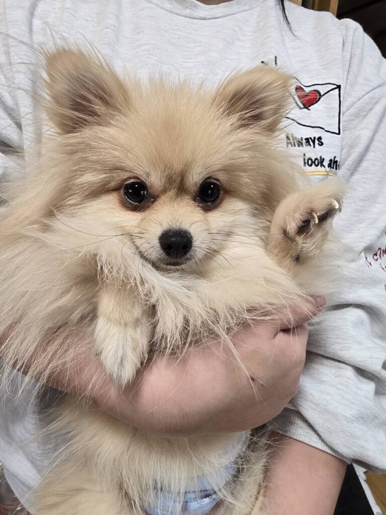 華clubで預かっている里親を探している保護犬です。