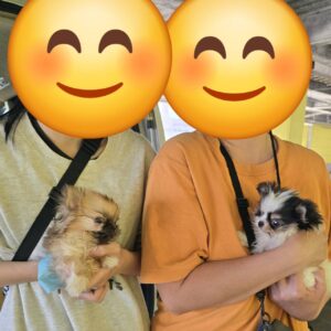 こちらの保護犬は里親様が決まりました