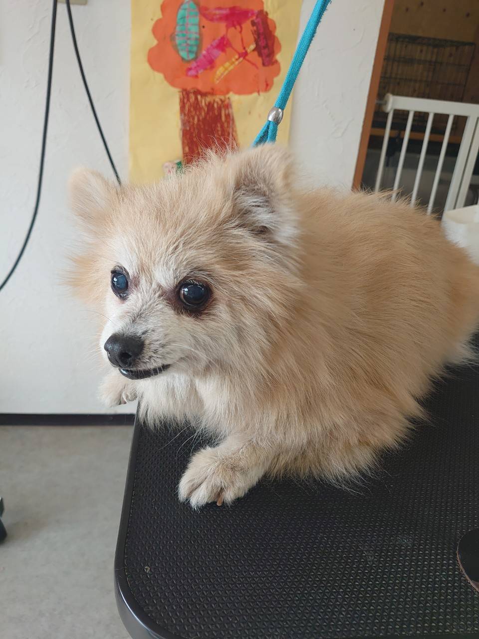 華clubで預かっている里親を探している保護犬です。