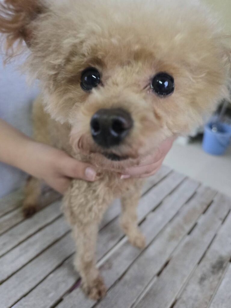 華clubで預かっている里親を探している保護犬です。
