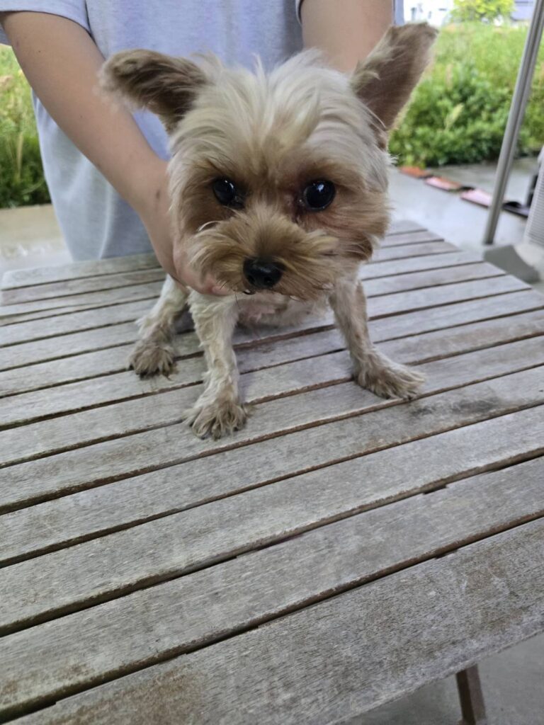 華clubで預かっている里親を探している保護犬です。