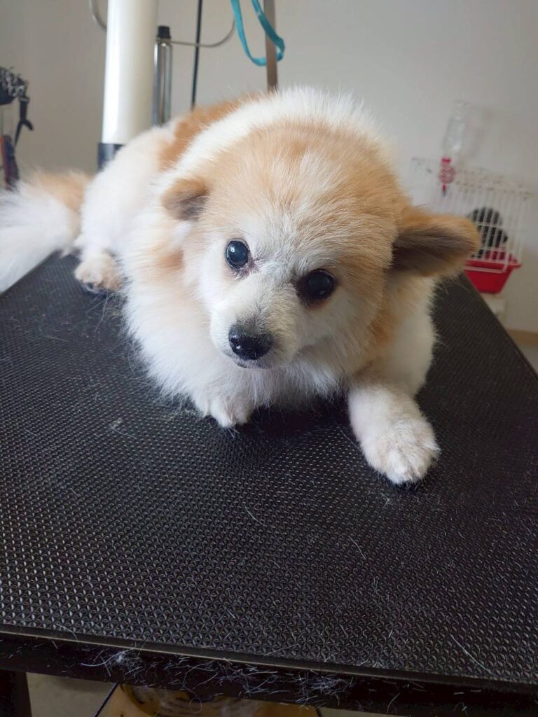 華clubで預かっている里親を探している保護犬です。