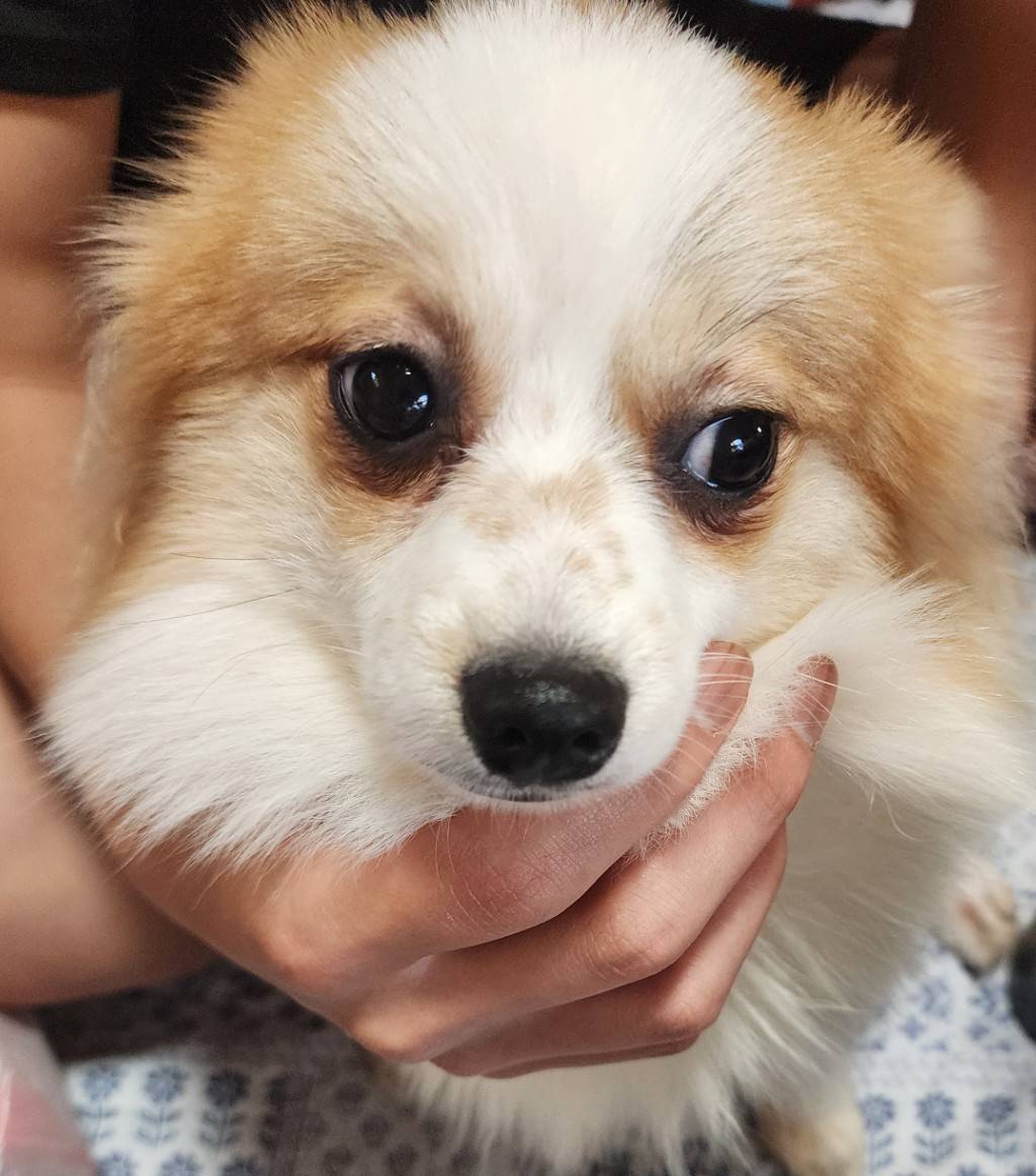 華clubで預かっている里親を探している保護犬です。