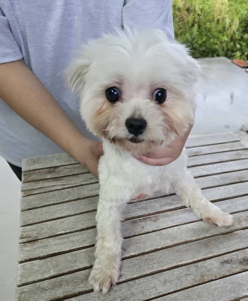 華clubで預かっている里親を探している保護犬です。