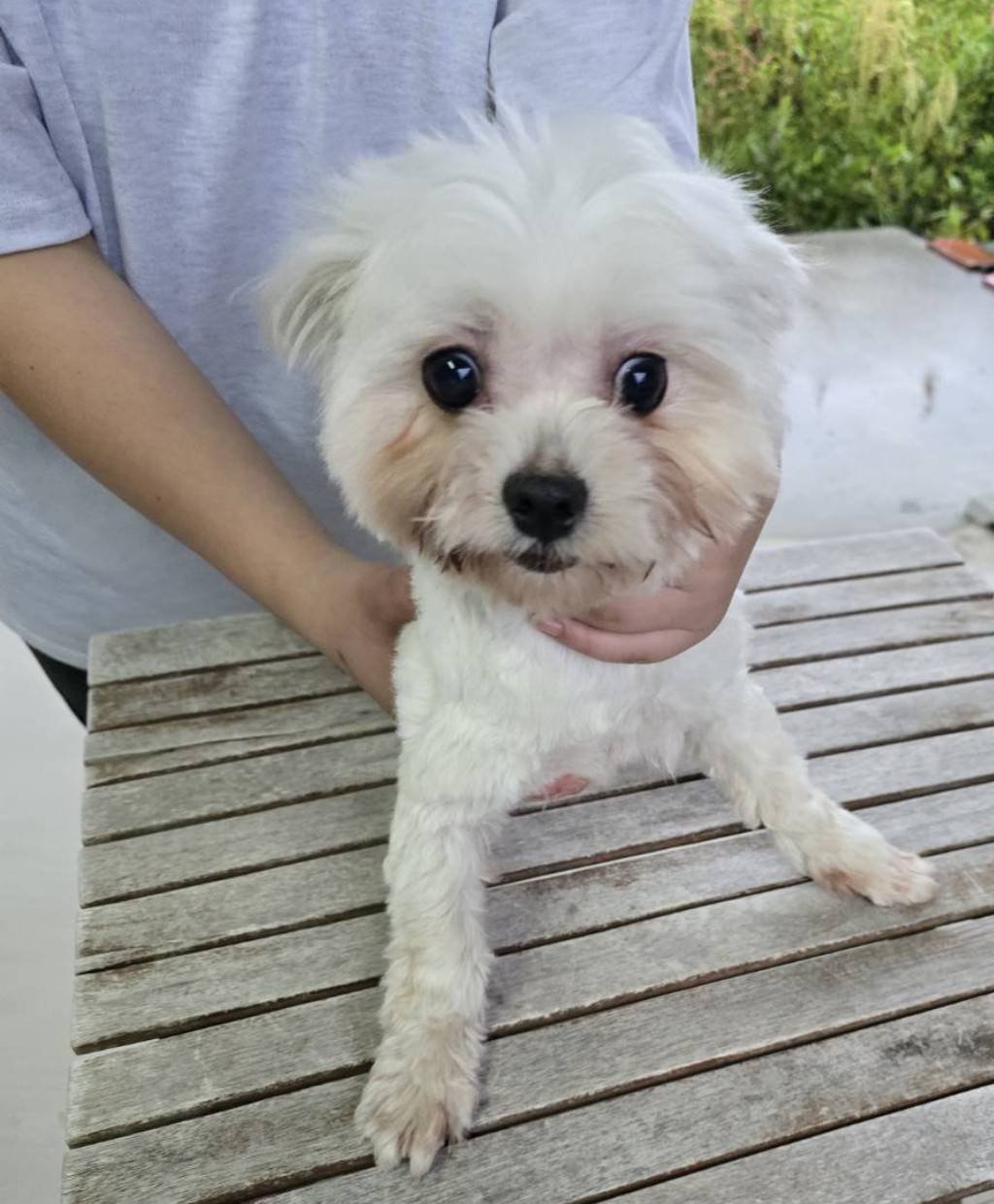 華clubで預かっている里親を探している保護犬です。