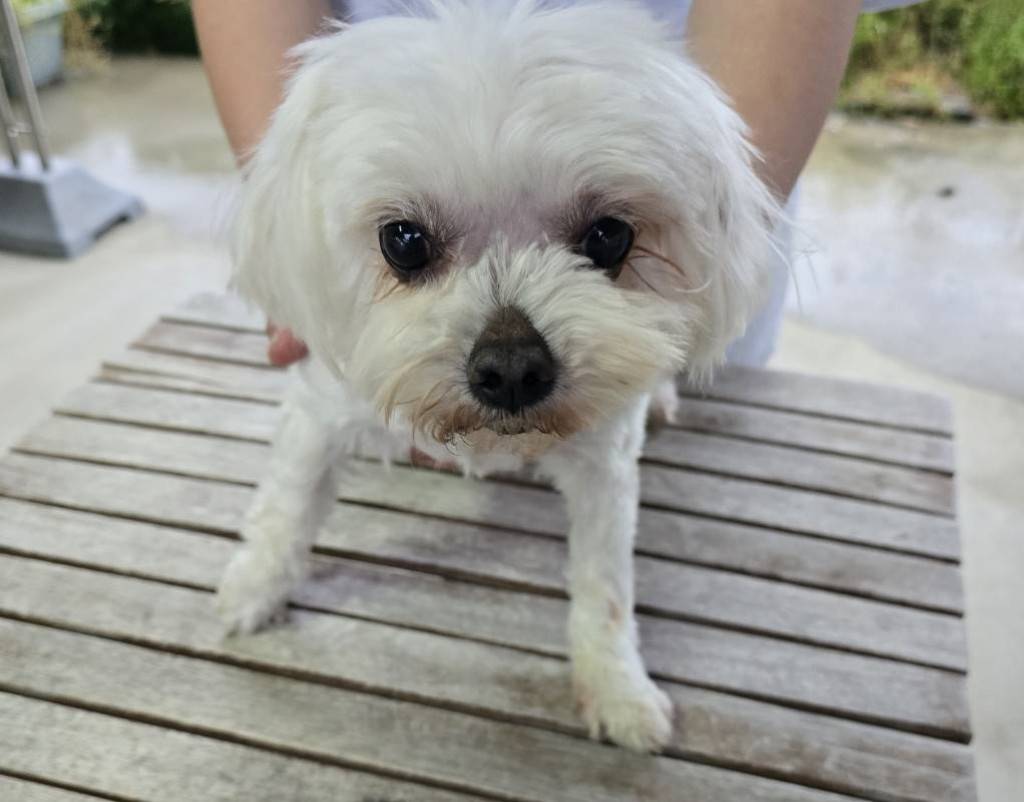華clubで預かっている里親を探している保護犬です。