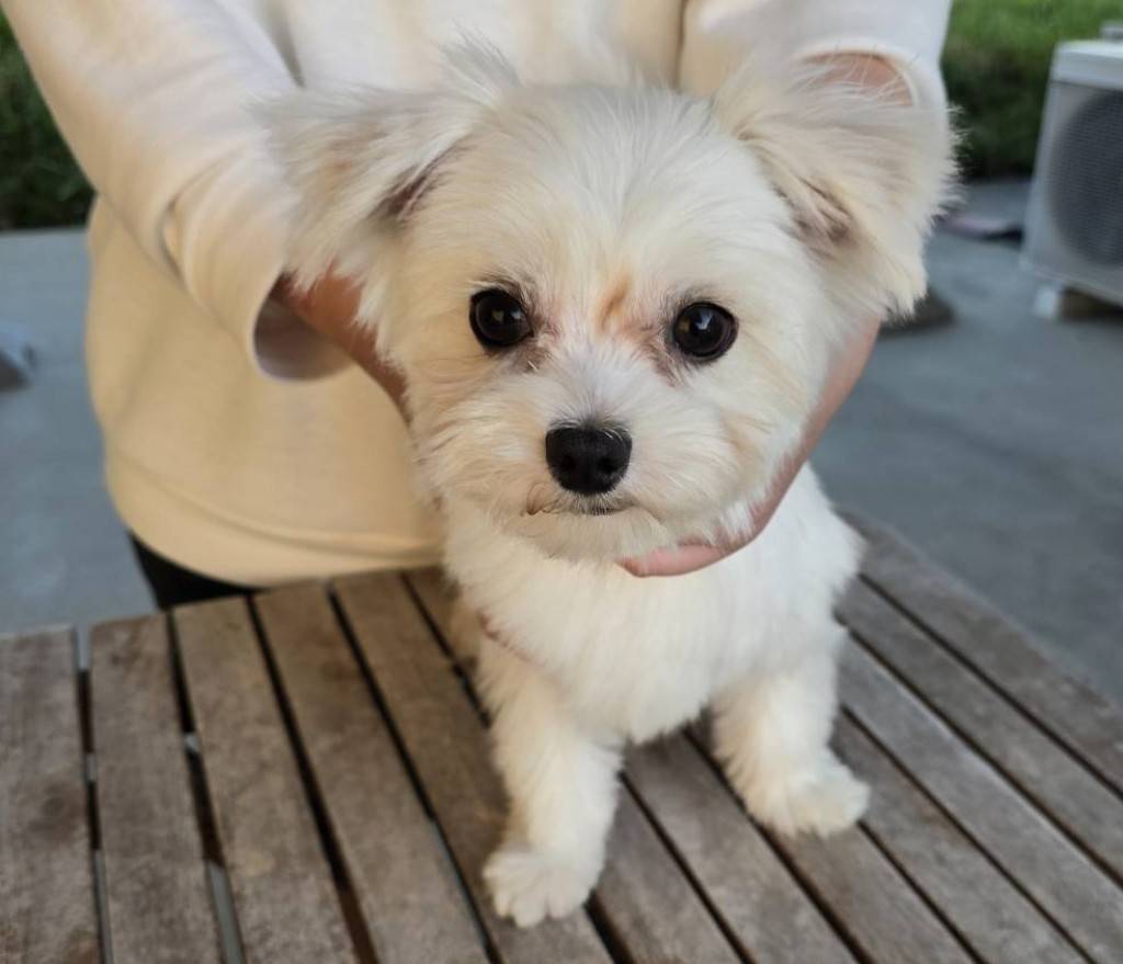 華clubで預かっている里親を探している保護犬です。