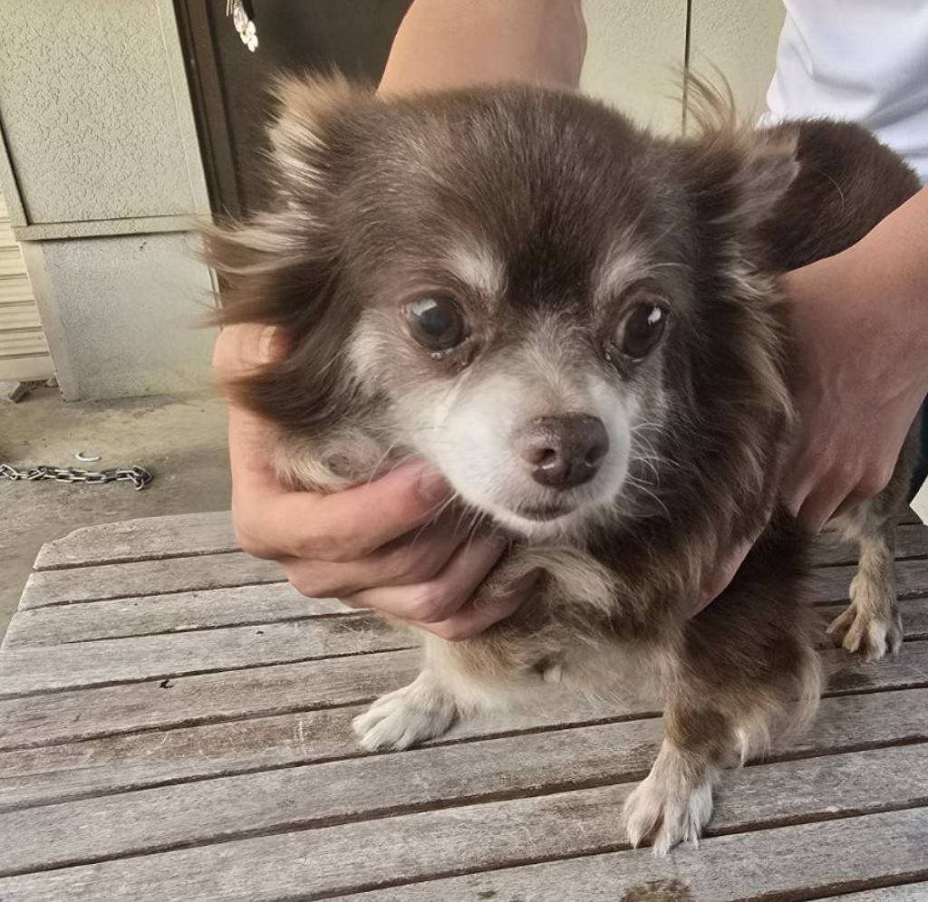 華clubで預かっている里親を探している保護犬です。