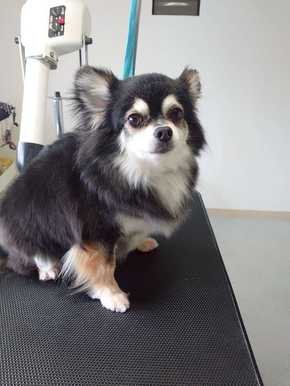 華clubで預かっている里親を探している保護犬です。