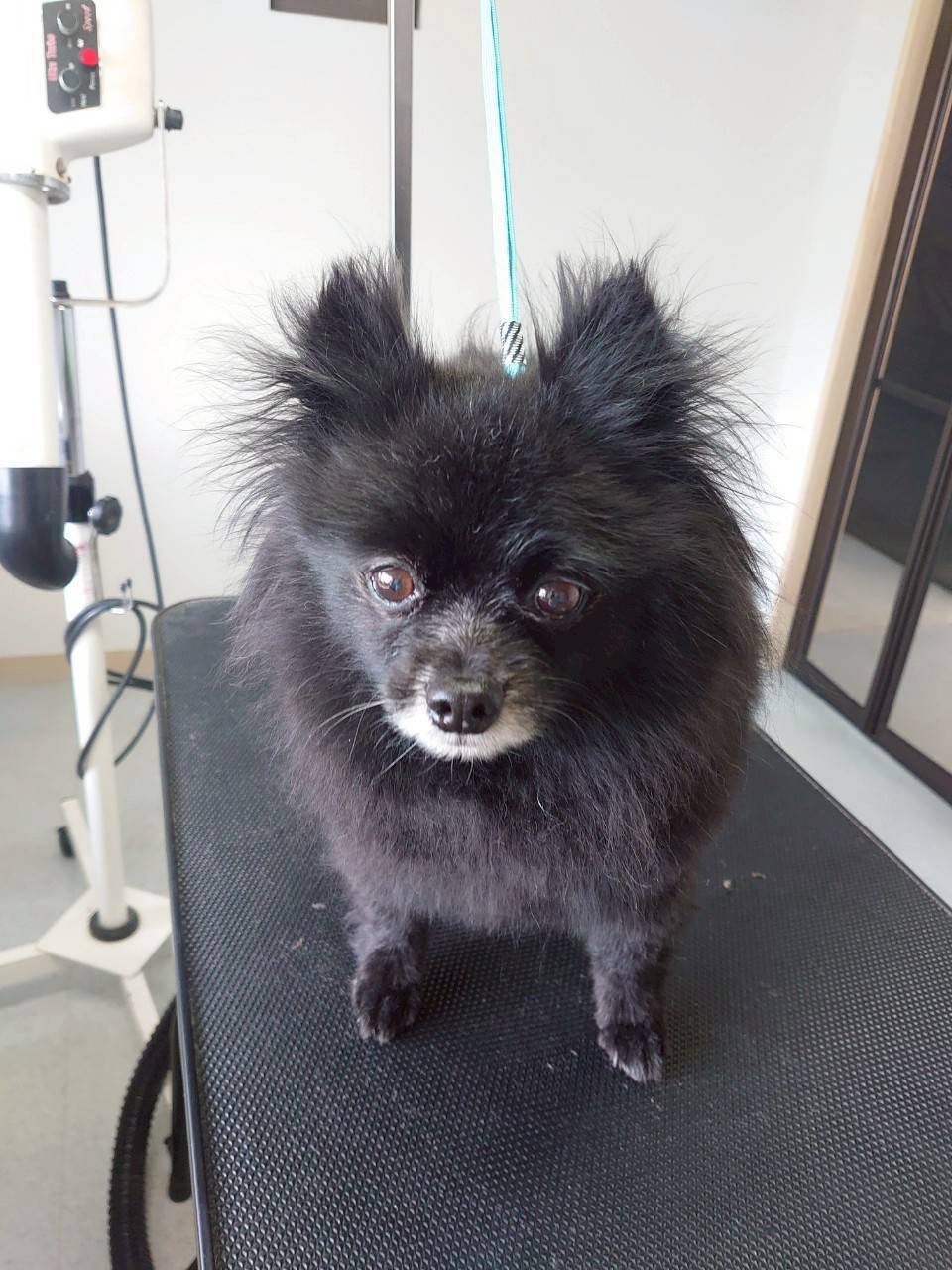 華clubで預かっている里親を探している保護犬です。