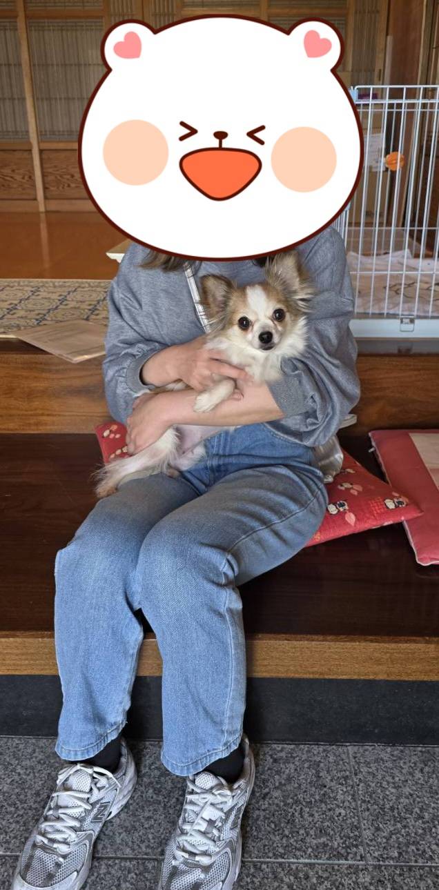 こちらの保護犬は里親様が決まりました