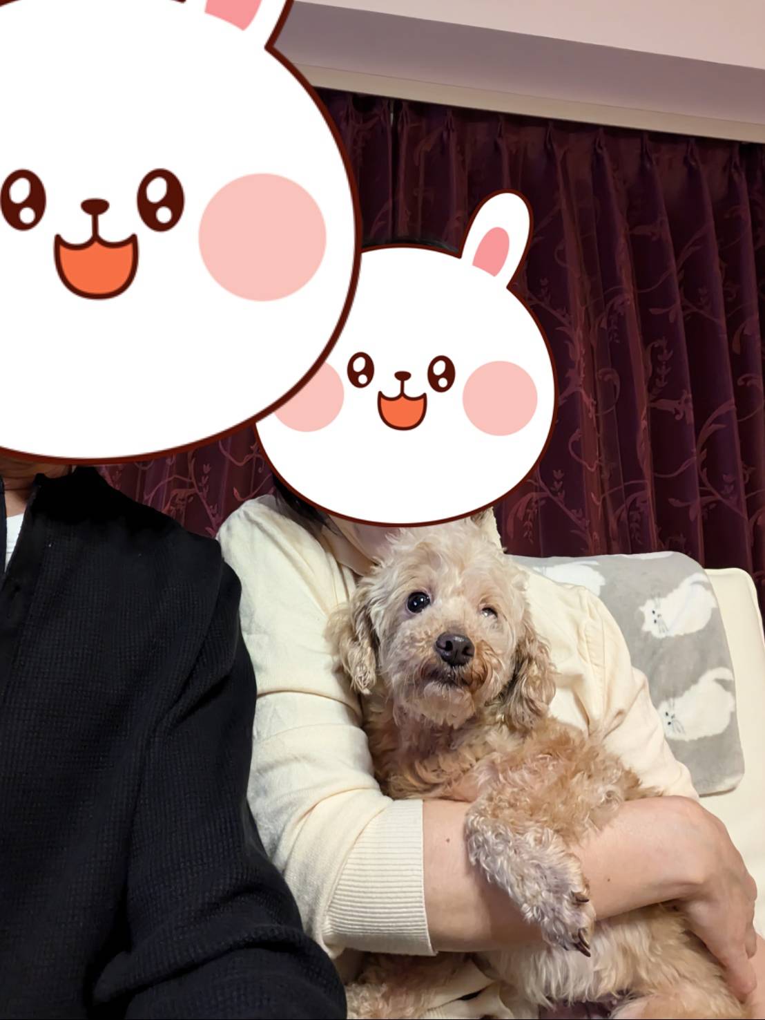 こちらの保護犬は里親様が決まりました