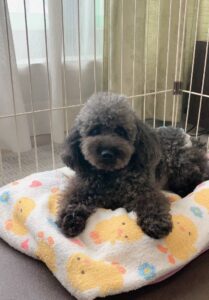 こちらの保護犬は里親様が決まりました
