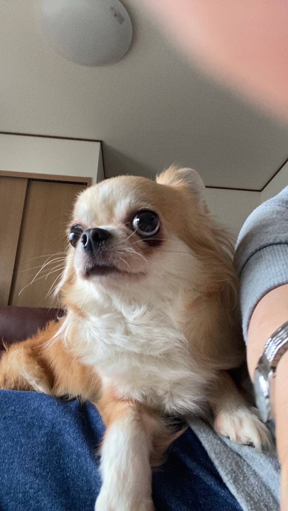 こちらの保護犬は里親様が決まりました