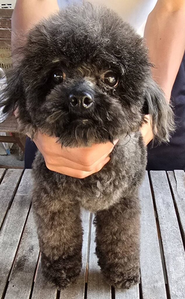 華clubで預かっている里親を探している保護犬です。