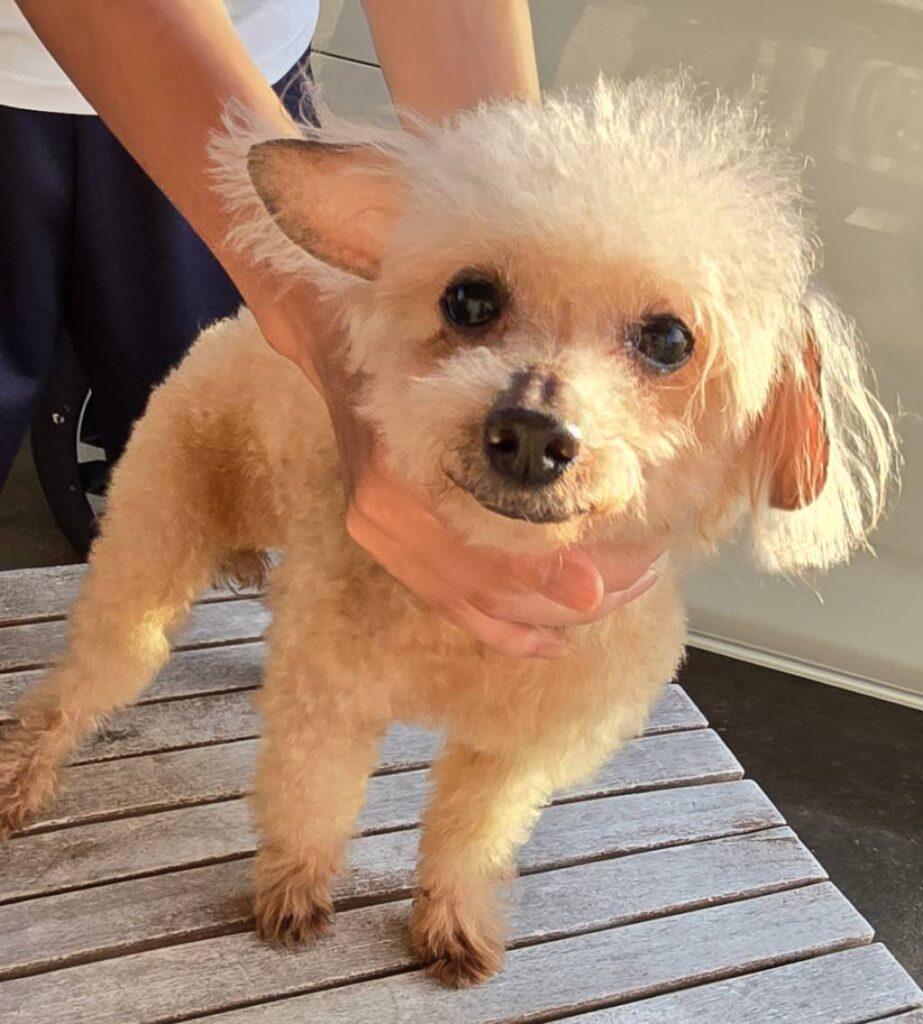 華clubで預かっている里親を探している保護犬です。