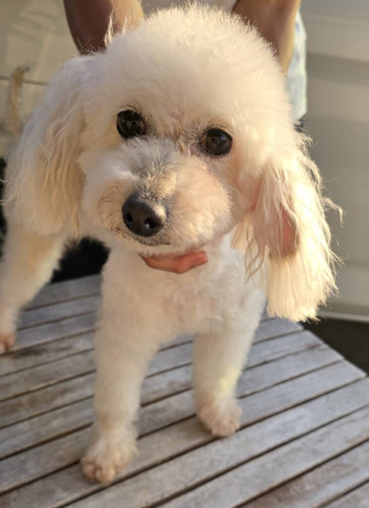 華clubで預かっている里親を探している保護犬です。