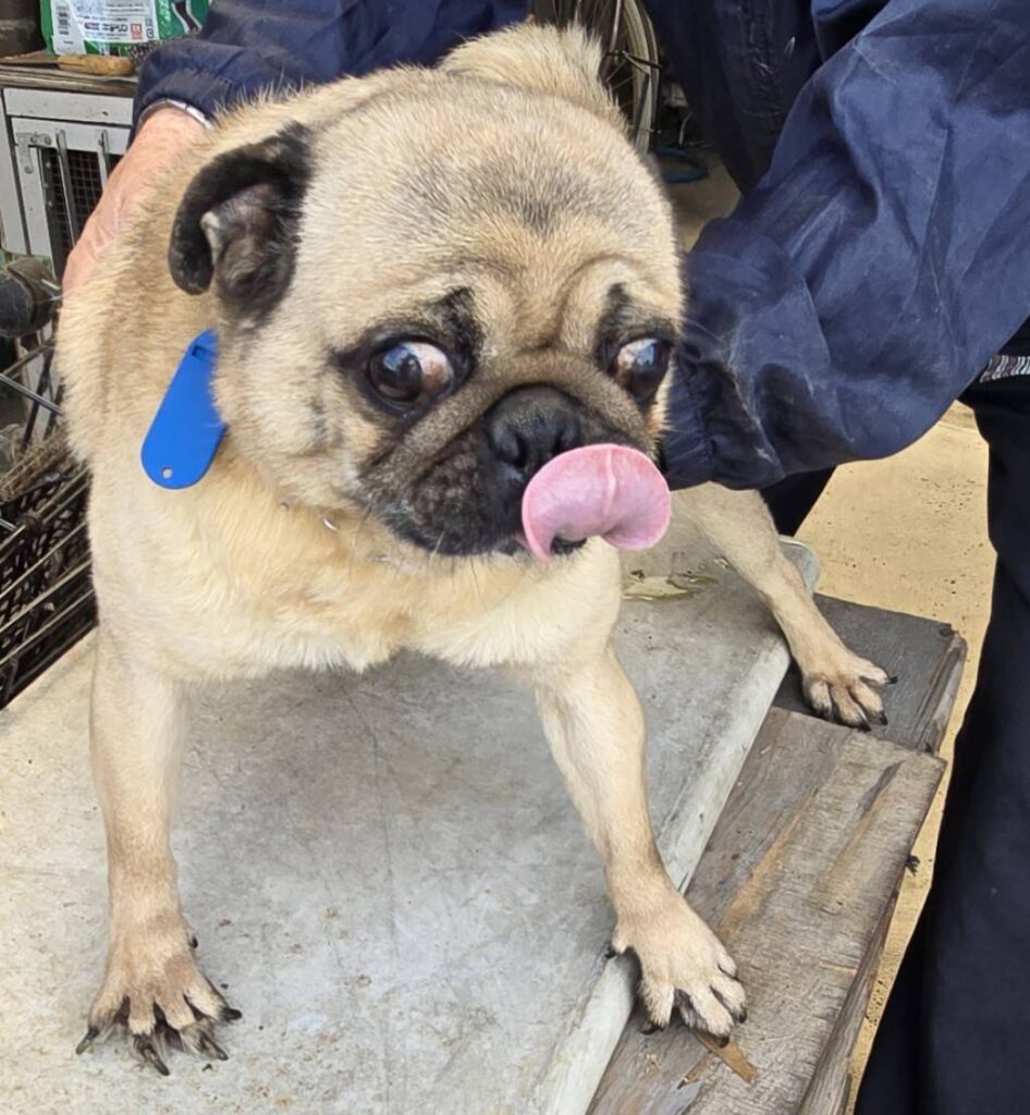 華clubで預かっている里親を探している保護犬です。