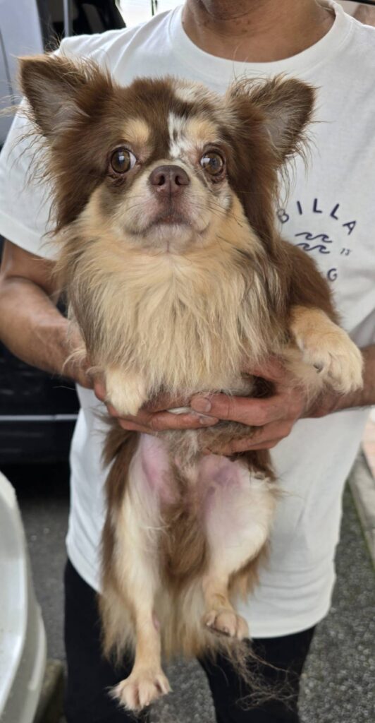 華clubで預かっている里親を探している保護犬です。