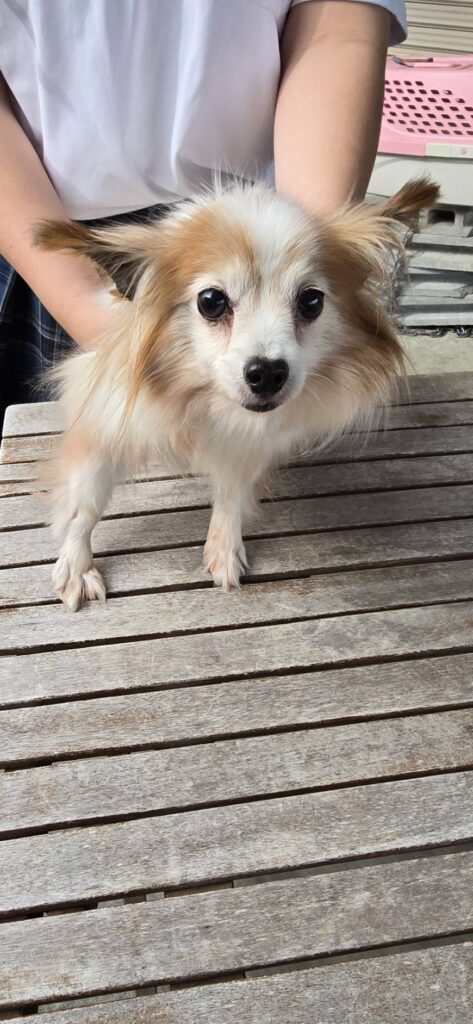 華clubで預かっている里親を探している保護犬です。