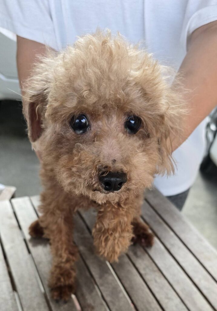 華clubで預かっている里親を探している保護犬です。