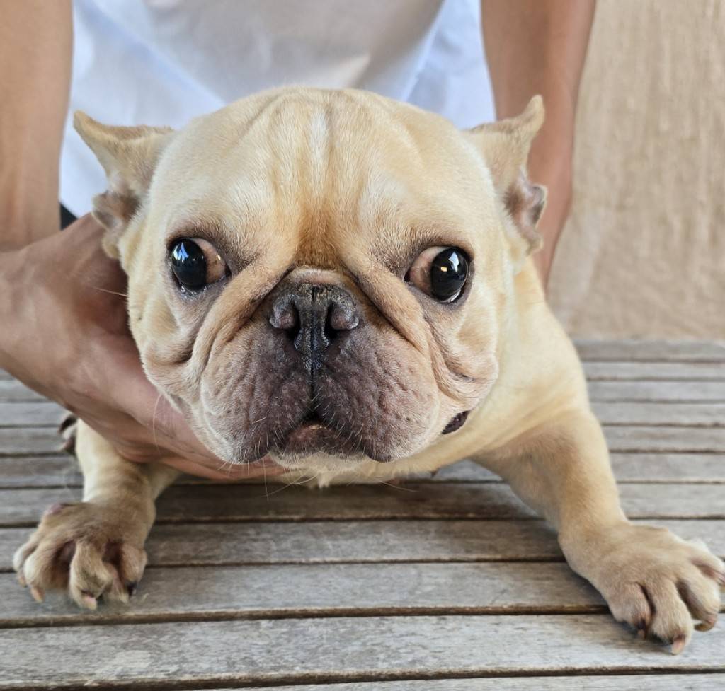 華clubで預かっている里親を探している保護犬です。