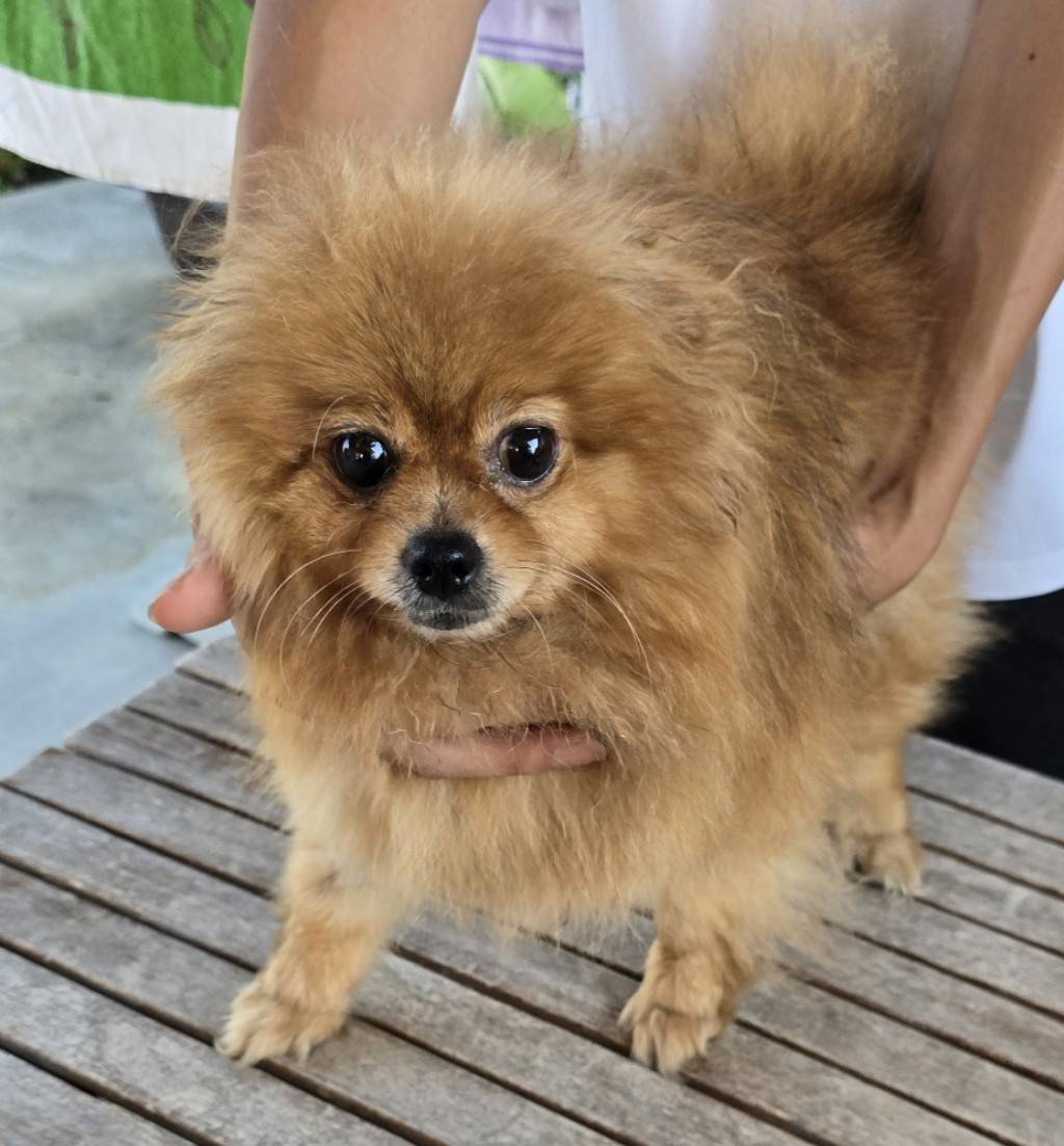 華clubで預かっている里親を探している保護犬です。