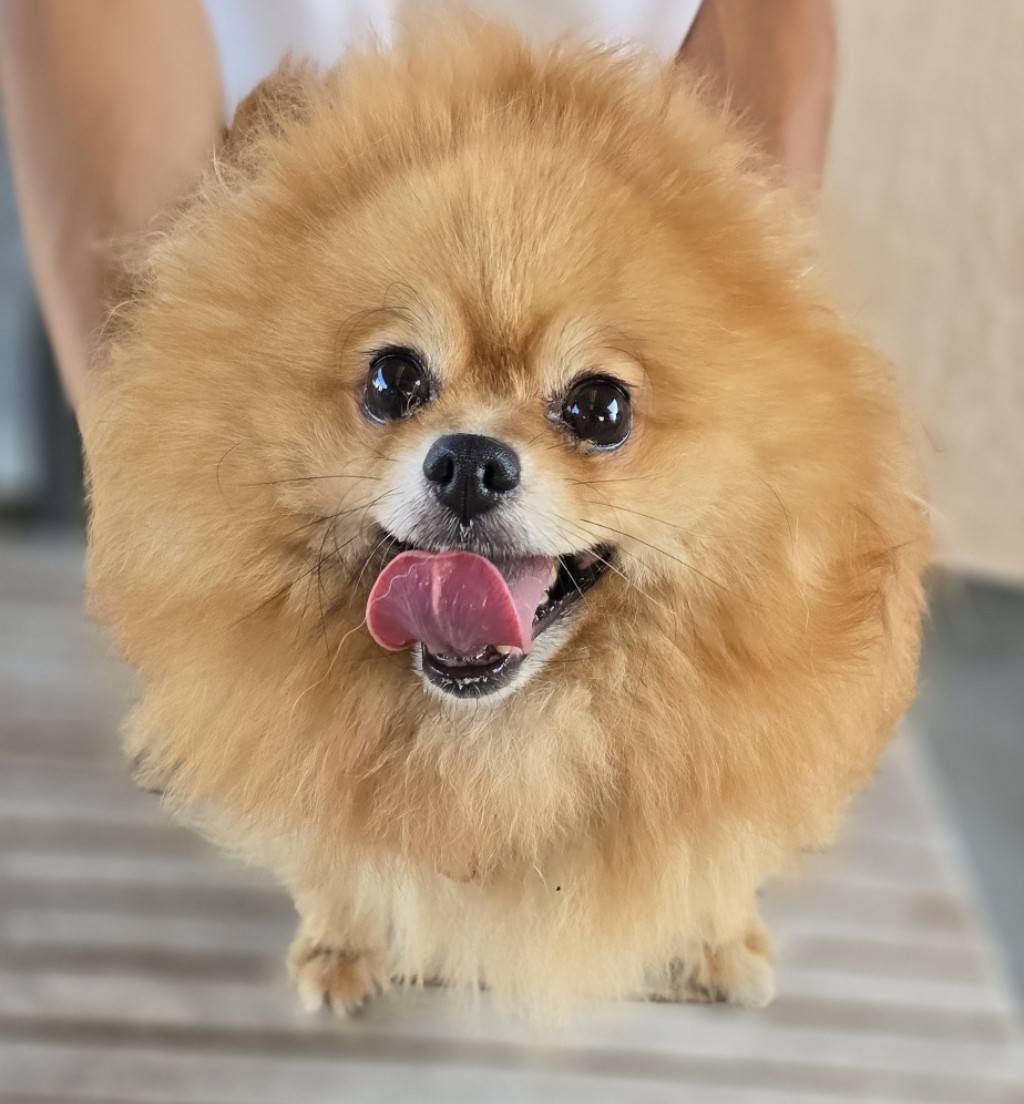 華clubで預かっている里親を探している保護犬です。